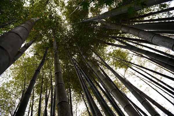 519 kamakura4 DSC_6383.jpg